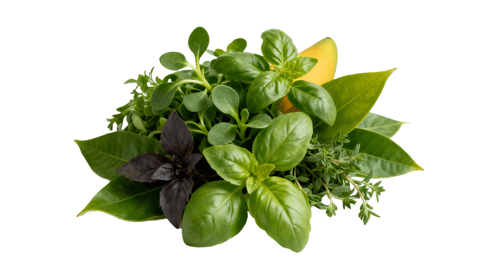 Banho de Ervas para Abertura de Caminhos & Clareza em 2026